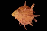 藏品(猩猩海菊蛤)的圖片